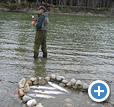 salmon fishing